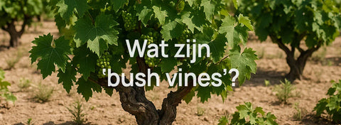 Wat zijn 'bush vines' voor wijnstokken?
