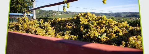 Druiven die net geoogst zijn