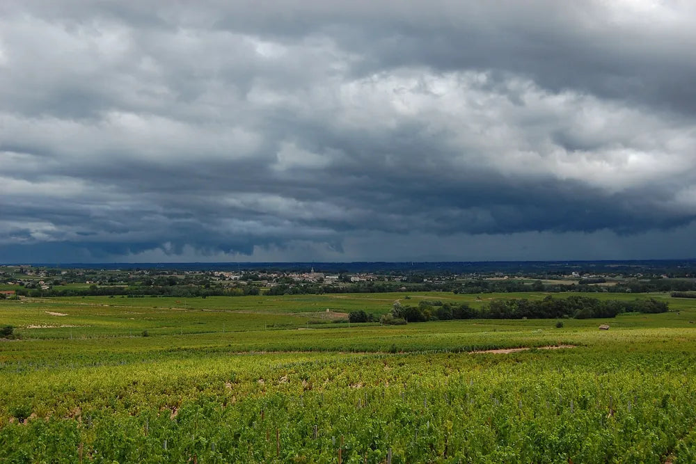 Heuvelachtig wijngaardlandschap in de Beaujolais onder donkere wolken