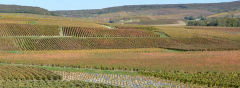 Champagnewijngaarden bij Fleury-la-Rivière in de Montagne de Reims