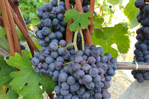 Nebbiolo-druiven in de heuvels van Barolo