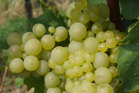 Riesling-druiven aan de wijnstok in de Pfalz