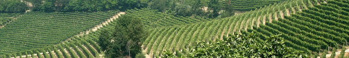 Rijen wijnstokken liggen op de heuvels van Piemonte.
