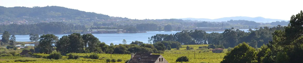 De foto toont Albariño-wijngaarden bij Santa Cruz de Castrelo in Cambados.