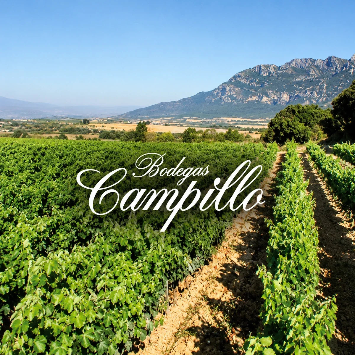 Bodegas Campillo – wijnhuis of wijngaard met officieel logo