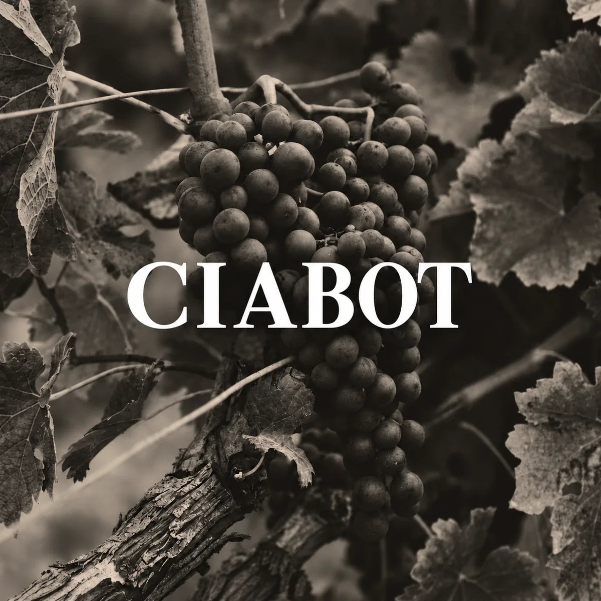 Cantina del Ciabot, sfeerfoto met logo