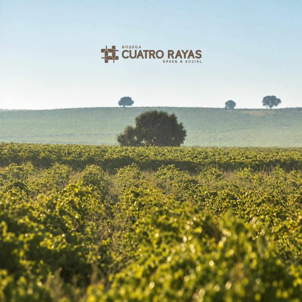 Cuatro Rayas, sfeerfoto met logo
