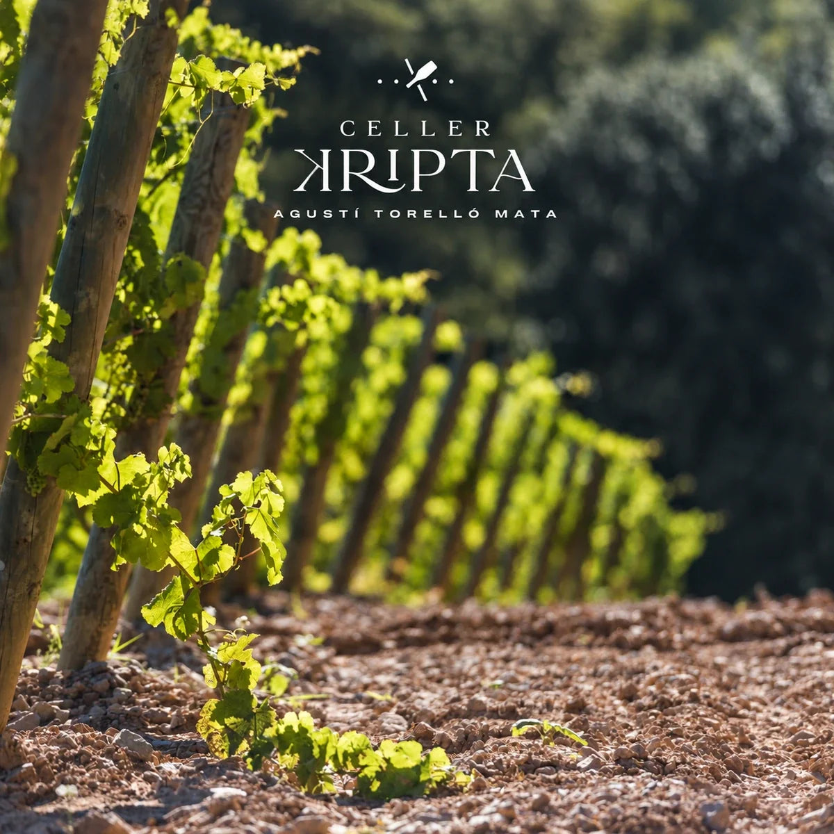 Celler Kripta, sfeerfoto met logo