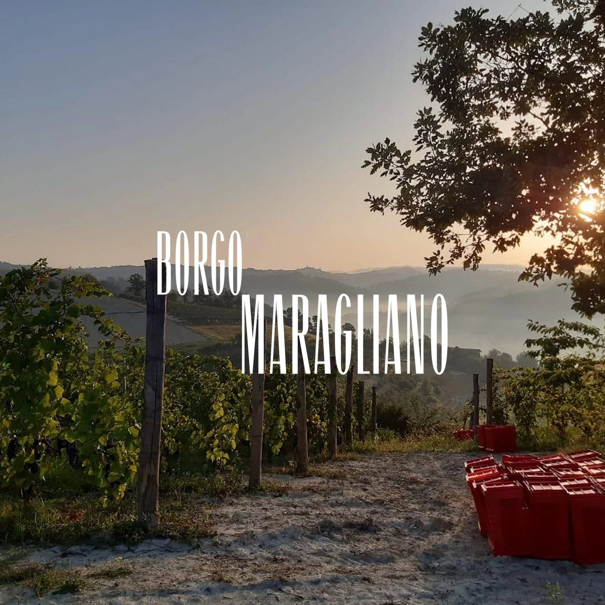 Borgo Maragliano wijnhuis