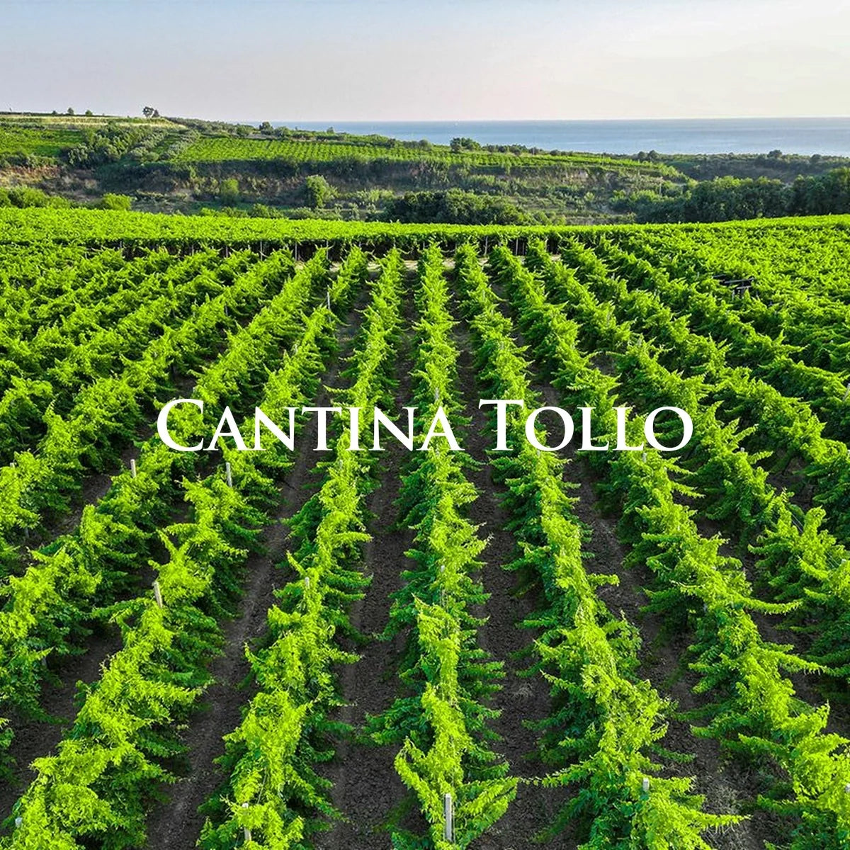 Cantina Tollo wijnhuis