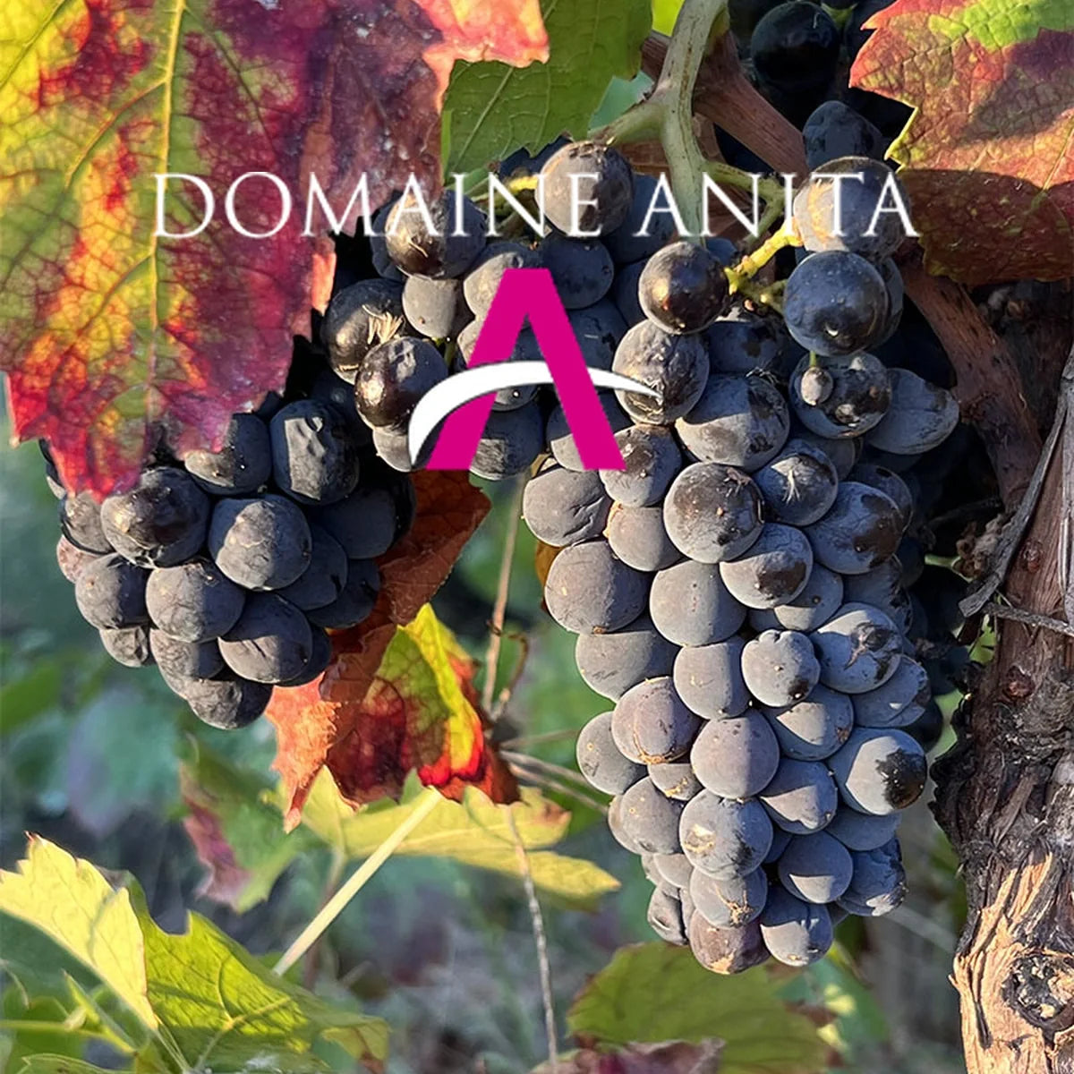 Domaine Anita met origineel wijnhuislogo