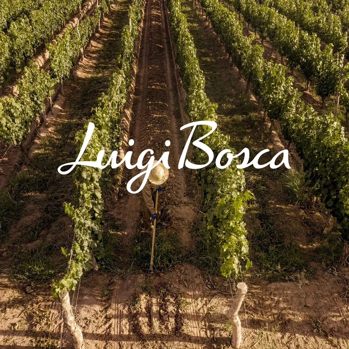 Luigi Bosca wijnhuis