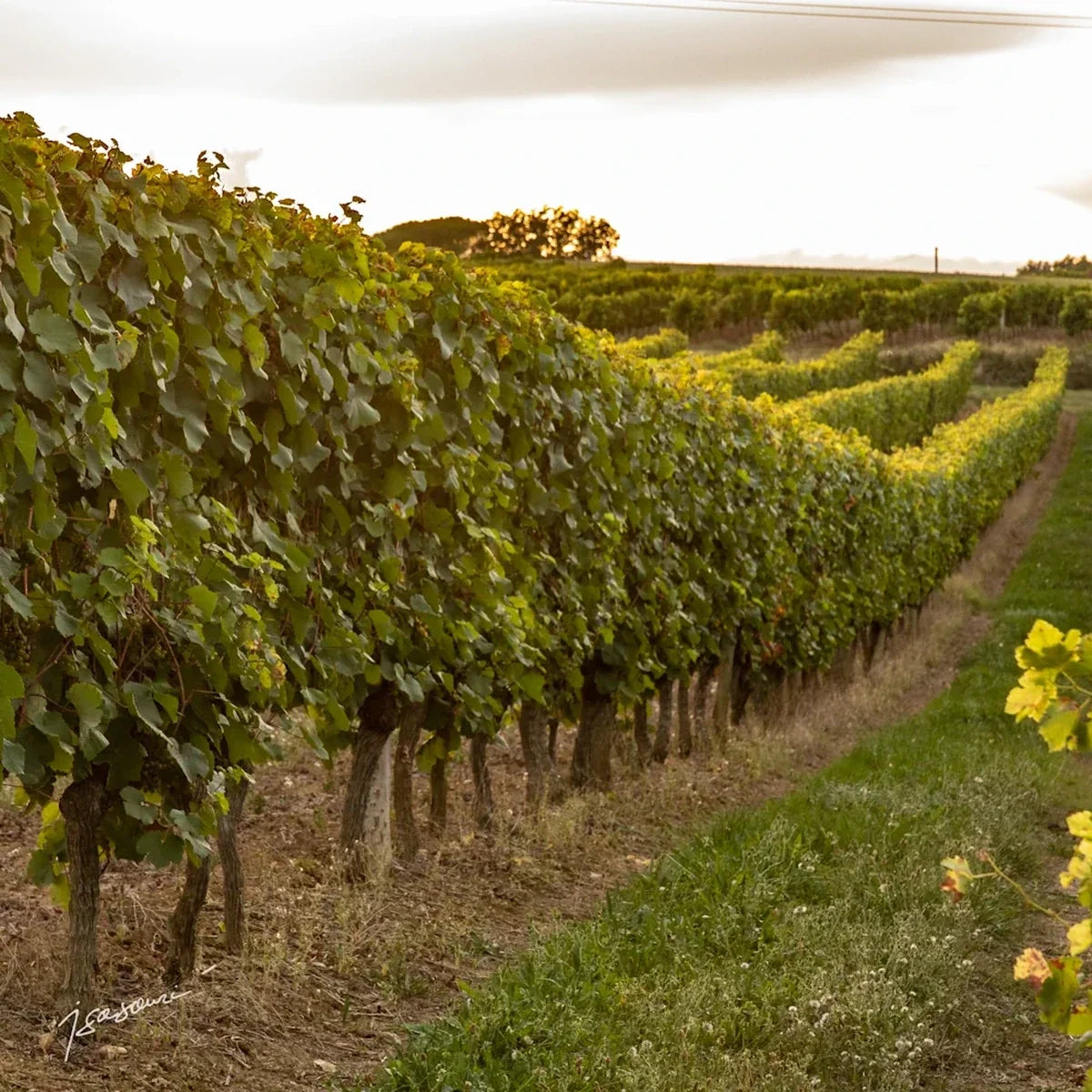 Vignoble Ferret sfeerfoto