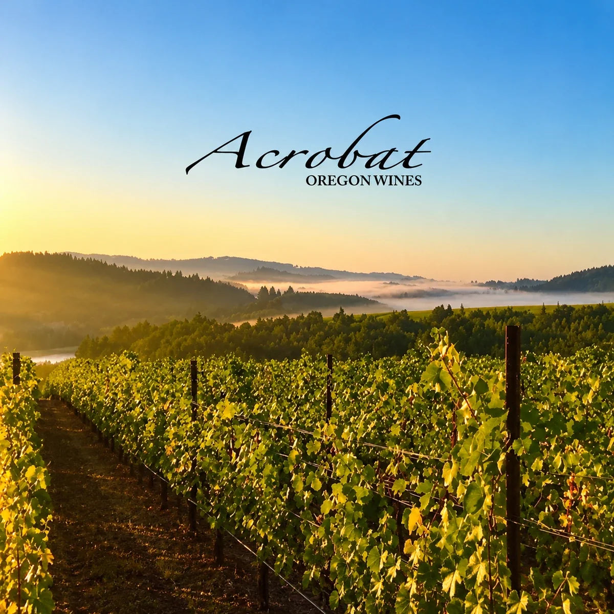 Acrobat Oregon wijnhuis en logo