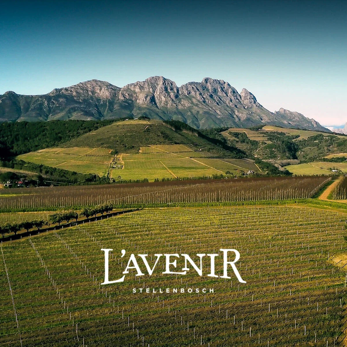 L'Avenir — wijnhuis met logo