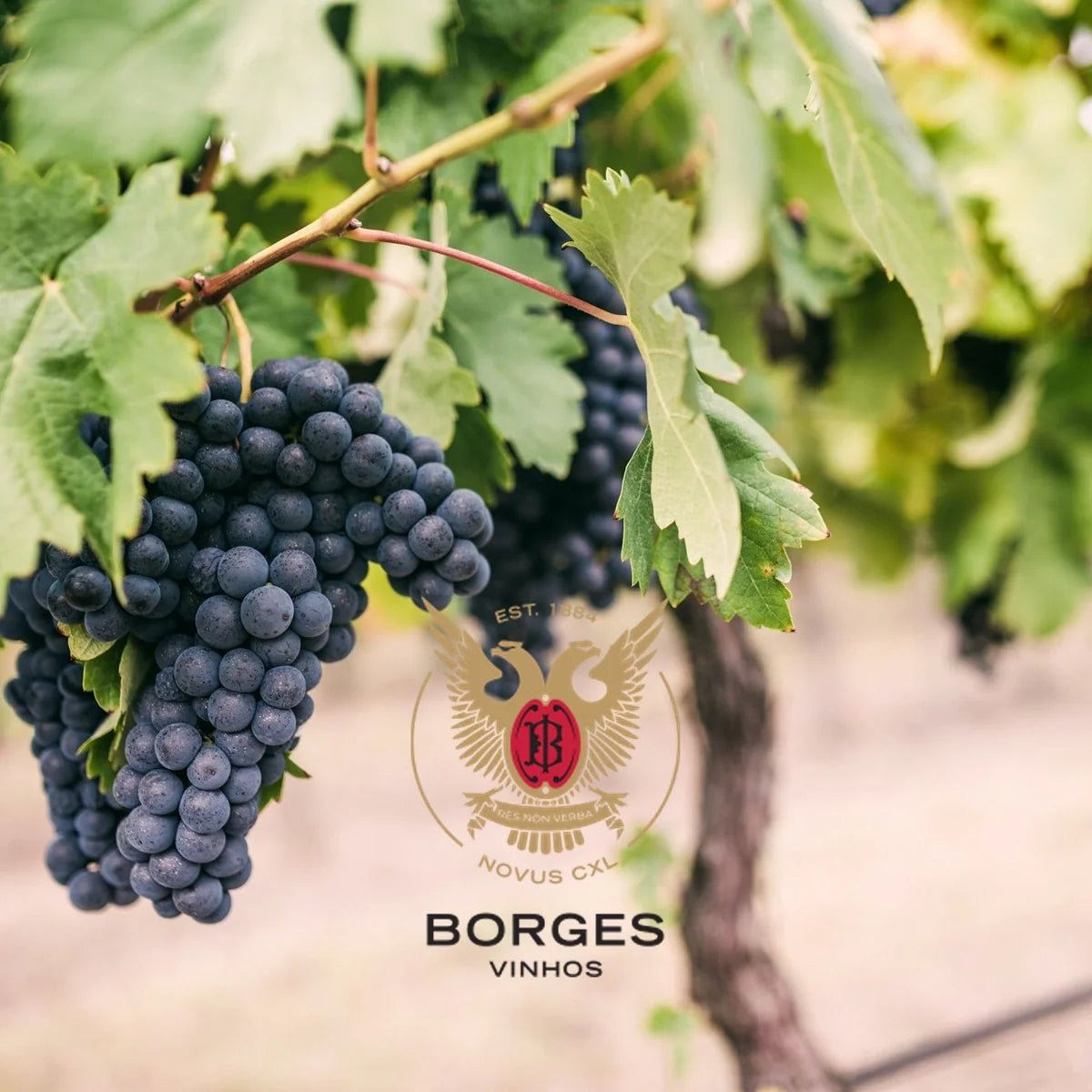 Vinhos Borges met officieel logo