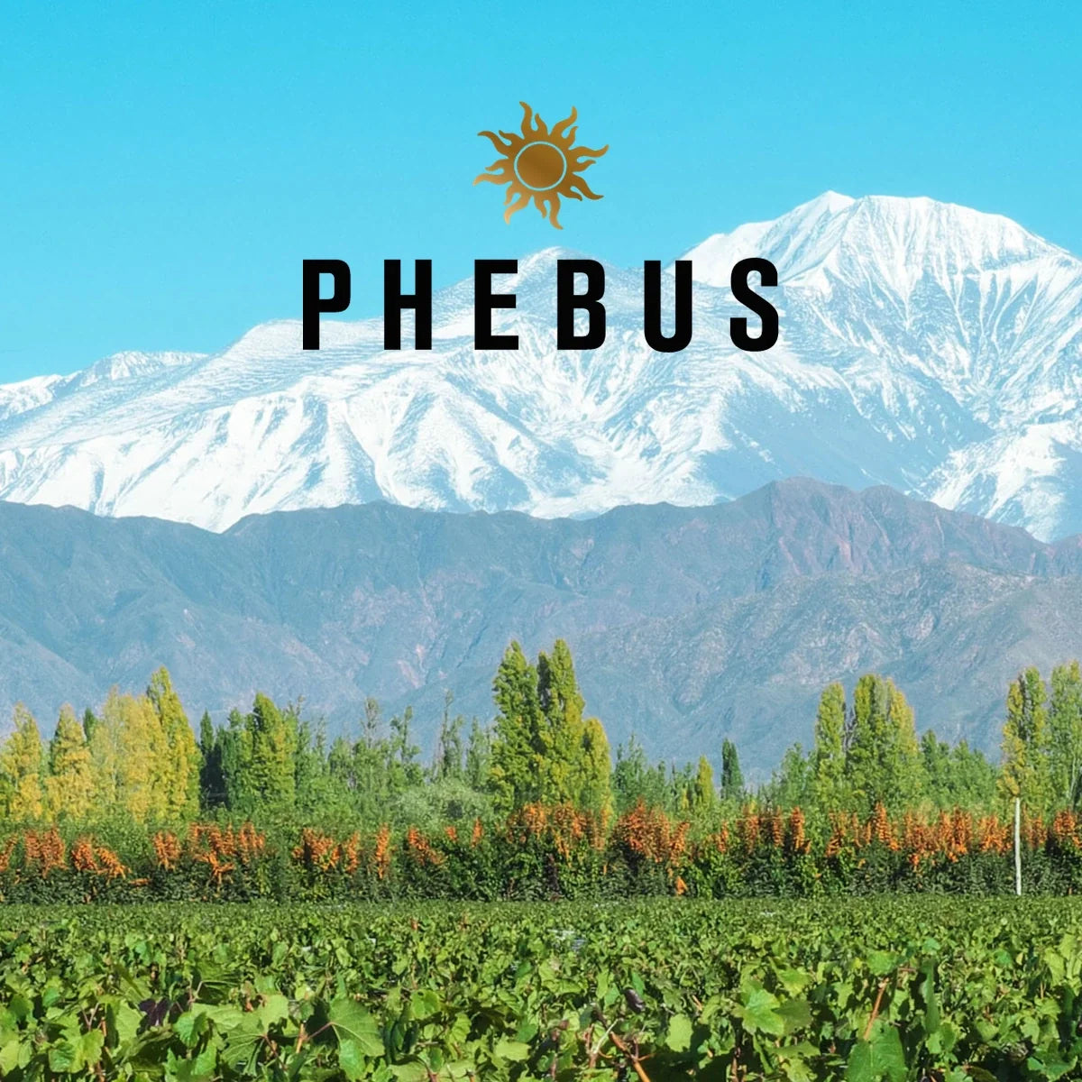 Phebus wijnhuis met logo