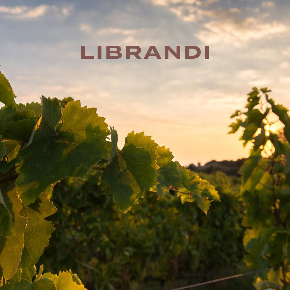 Librandi – wijngaard in Crucoli met actueel origineel logo