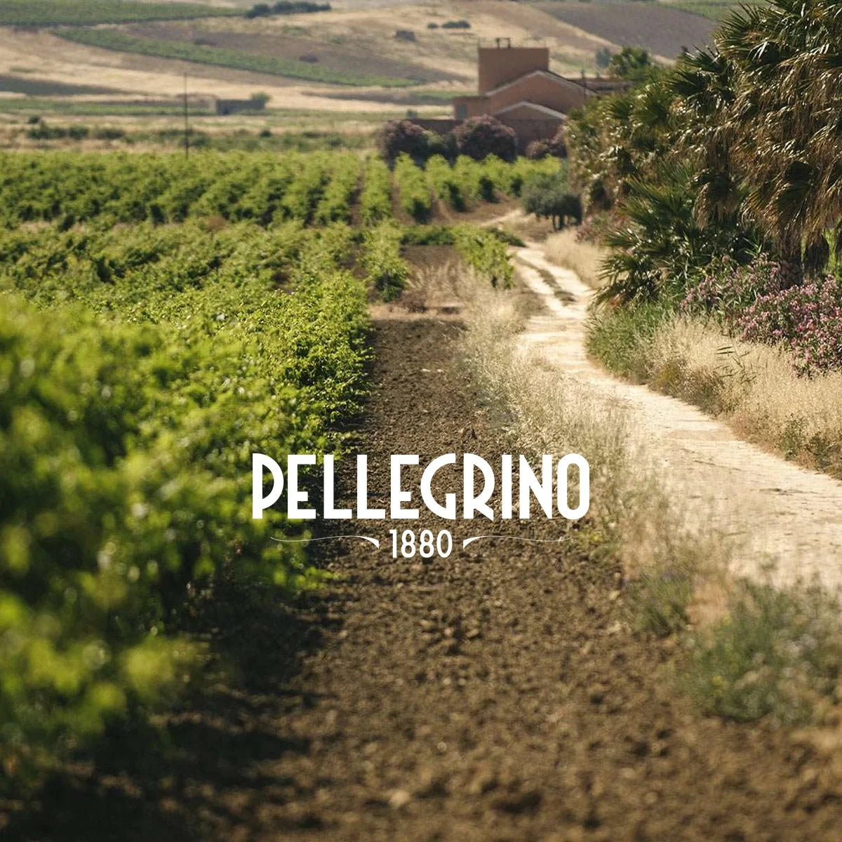 Pellegrino | Perfecte Wijn