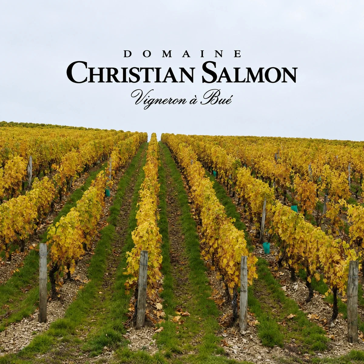 Domaine Salmon wijnhuis en logo
