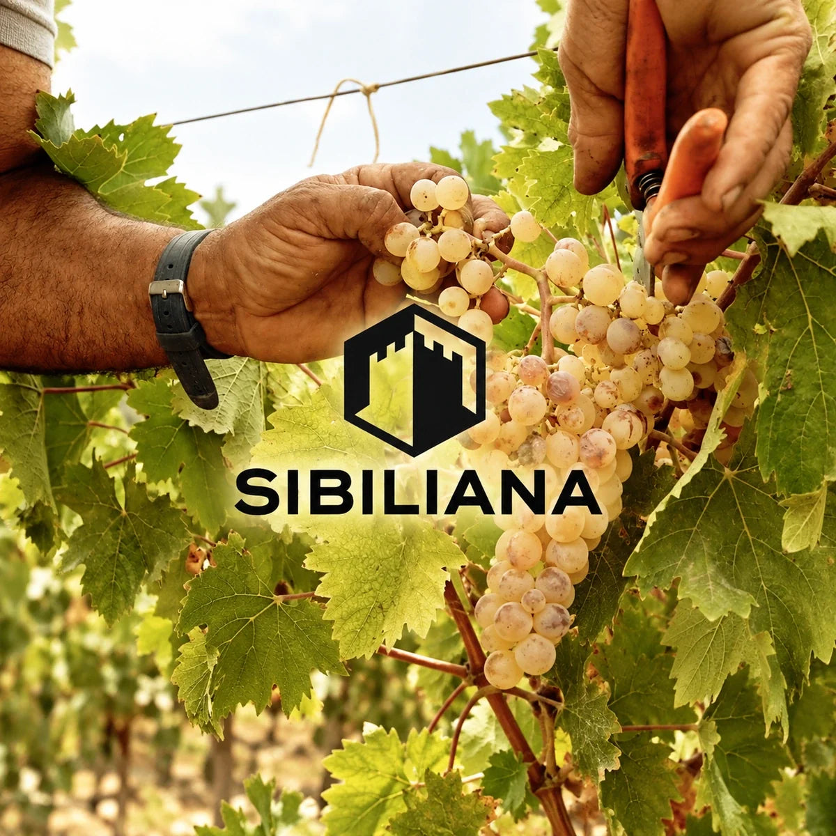 Sibiliana wijnhuis en logo