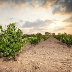 Bodegas Bellavista