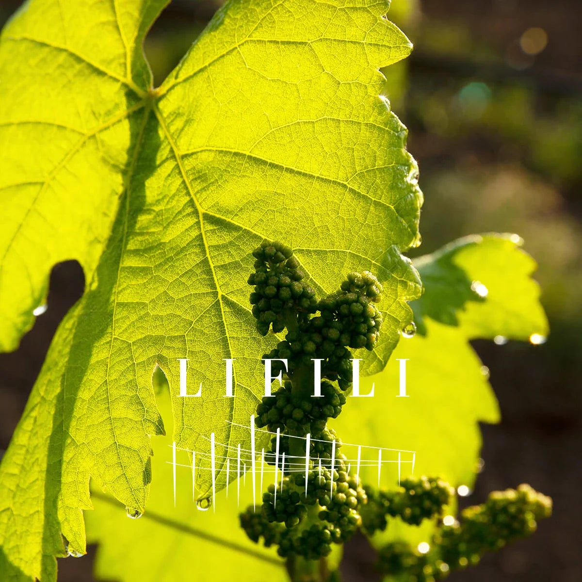 Lifili sfeerfoto met logo