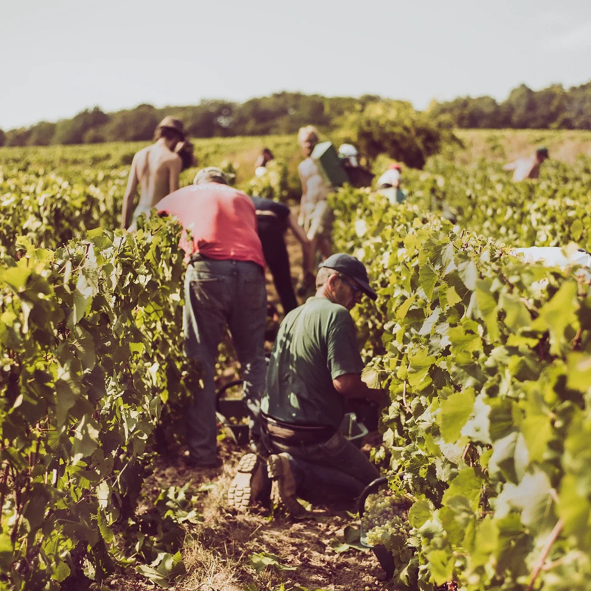 Champagne de Reyve sfeerafbeelding zonder toegevoegd logo