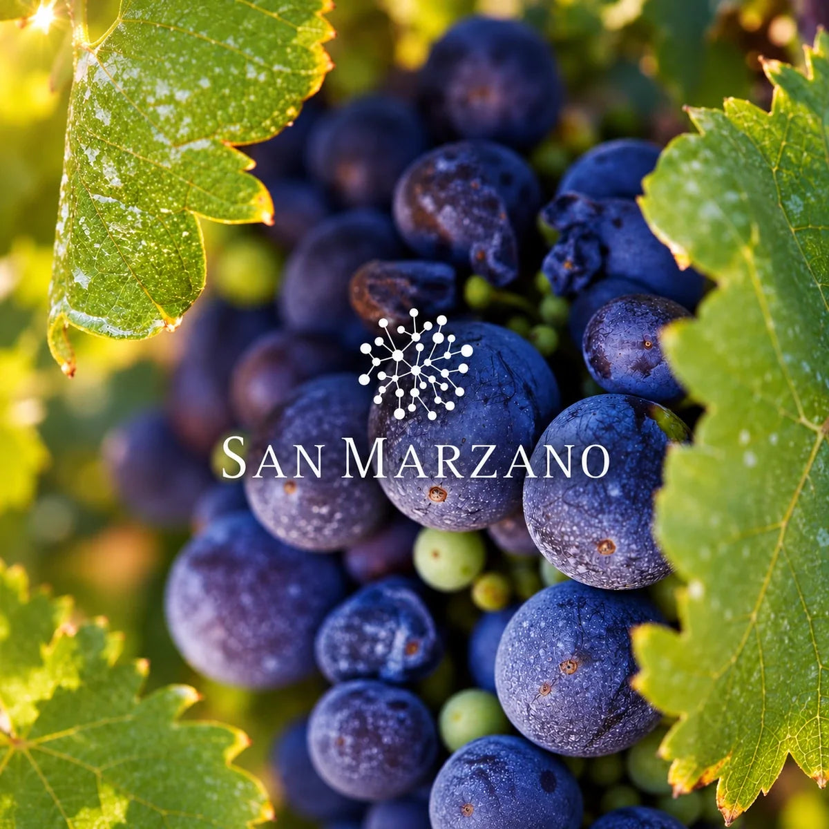 Feudi di San Marzano, sfeerfoto met logo