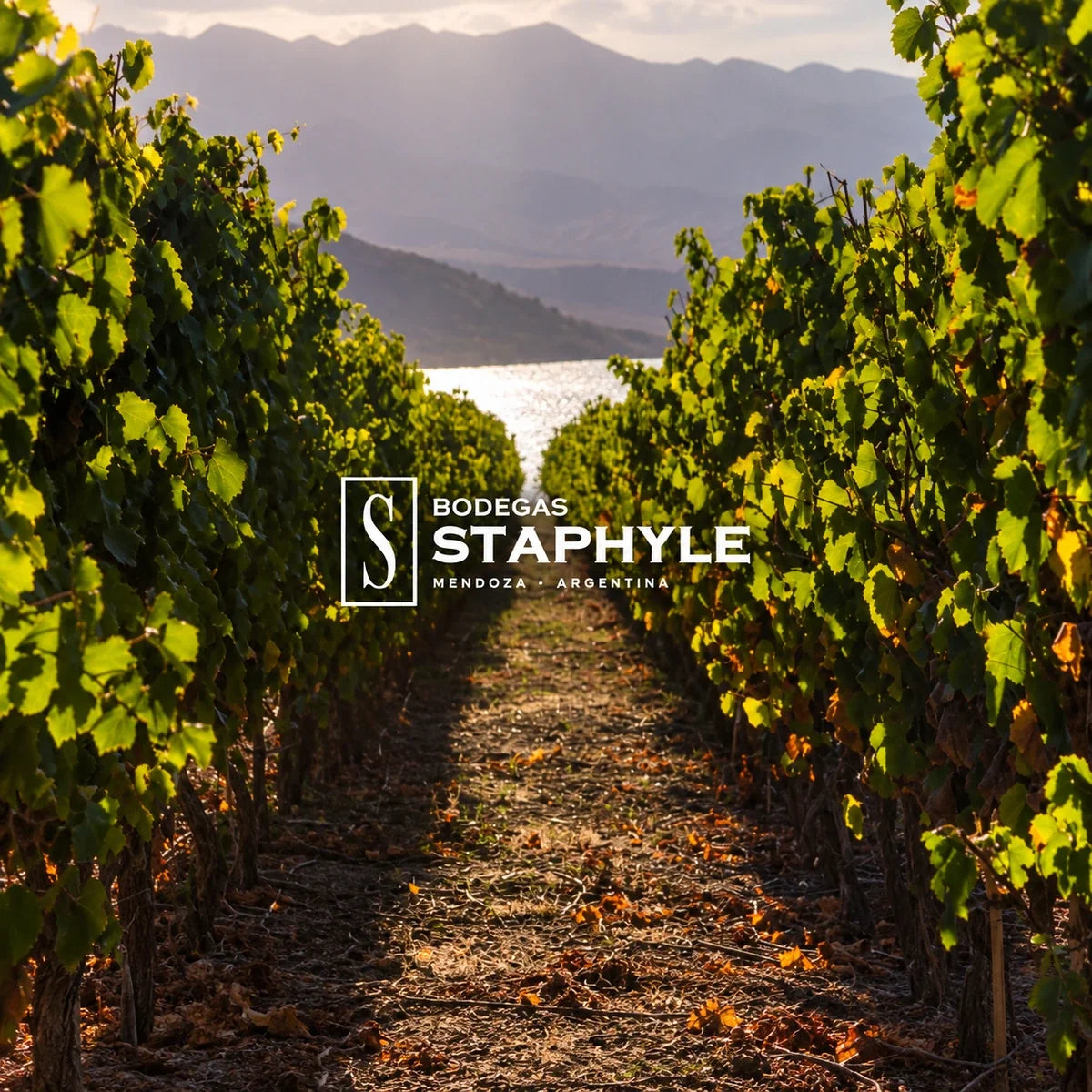 Staphyle, sfeerfoto met logo