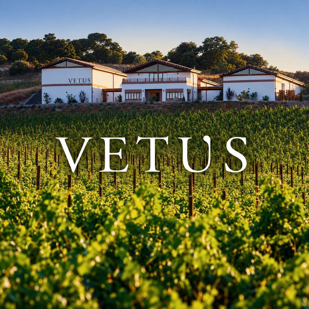 Bodegas Vetus, sfeerfoto met logo