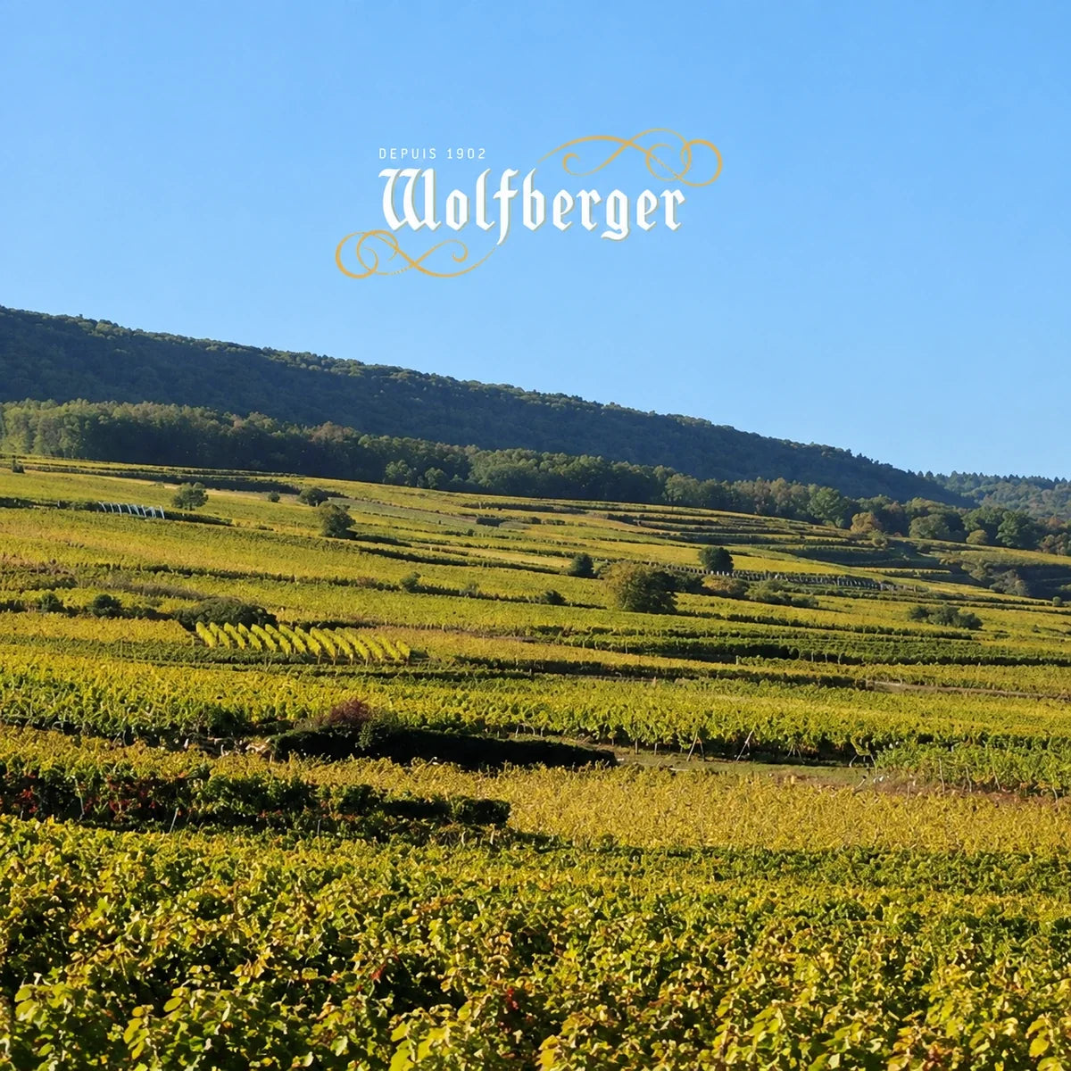 Wolfberger, sfeerfoto met logo