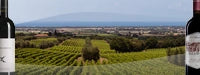 Bolgheri wijnen
