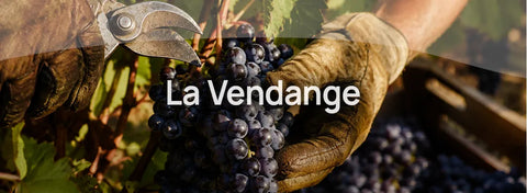 Les vendanges expliquées : Du moment de la cueillette au nouveau millésime