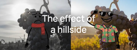 Why the best vineyards are located on a (side of a) hill