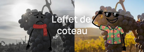 Pourquoi les meilleurs vignobles sont-ils situés sur un flanc de colline ?