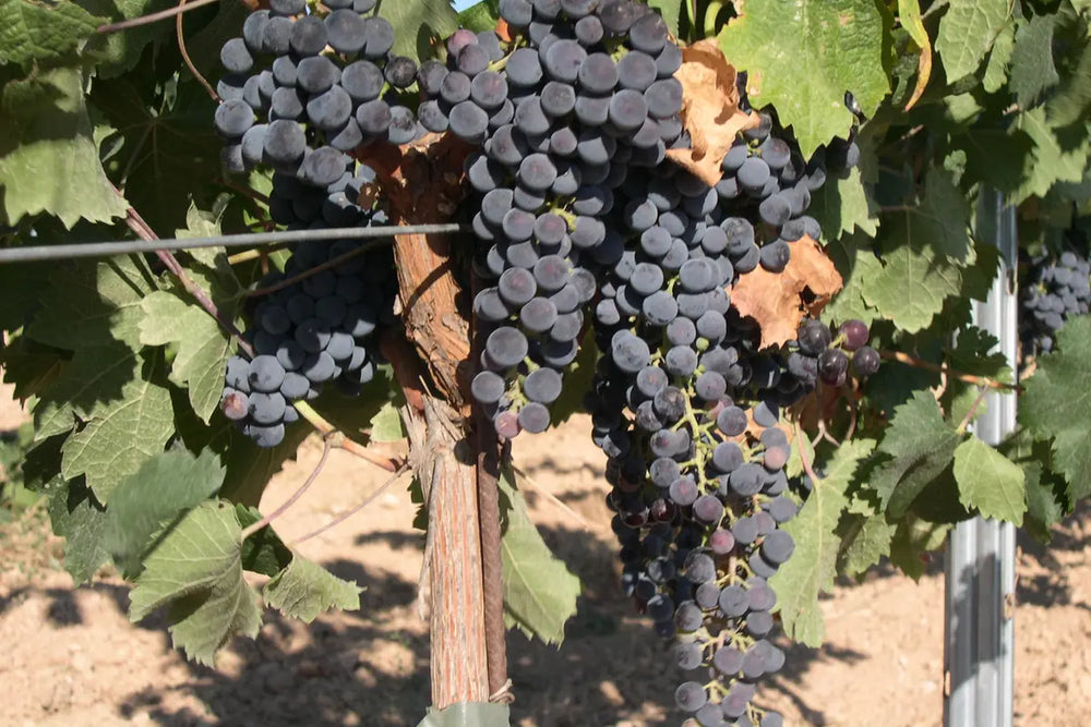 Rijpe Merlot-druiven aan de wijnstok.