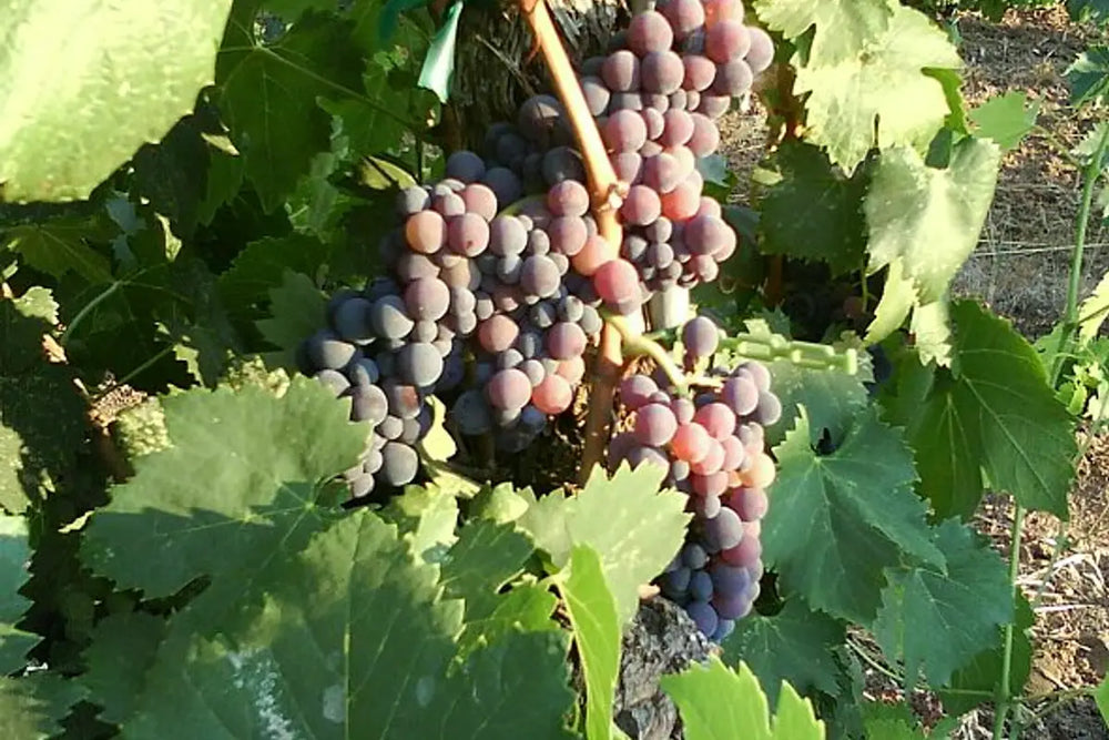 Rijpe Sangiovese-druiven aan de wijnstok.